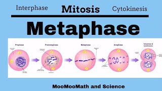 Metaphase Mitotic Stages [upl. by Calvano474]