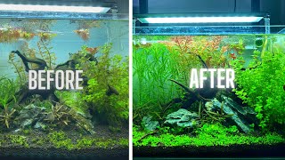 HOW TO HAVE AN ALGAE FREE AQUARIUM [upl. by Jasper]