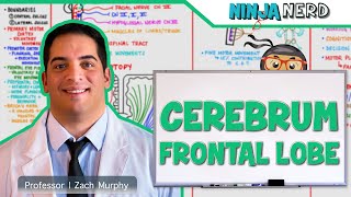 Neurology  Cerebrum Frontal Lobe Anatomy amp Function [upl. by Eliseo]