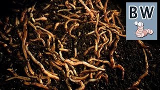 Worm Breeding Step by Step [upl. by Sapienza]