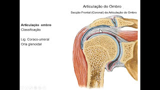 LIGAMENTOS DE MEMBRO SUPERIOR [upl. by Nellir934]