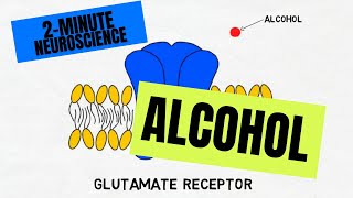 2Minute Neuroscience Alcohol [upl. by Akcemat]