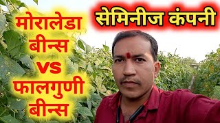 Seminis Moraleda VS Falguni मोरालेडा बिन्स vs फालगुणी बिन्स [upl. by Nahpos]