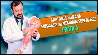 Anatomia Humana  Músculo Membro Superior PRÁTICA [upl. by Auqinaj]