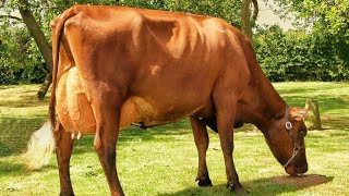 Dairy Shorthorn cows [upl. by Renaldo]