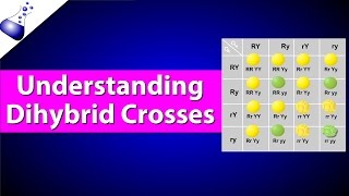 Dihybrid Genetic Cross [upl. by Nirmak]