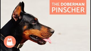 All About the Doberman Pinscher  Traits and Training [upl. by Cagle]