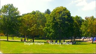 How to Tell Sugar amp Norway Maple Apart [upl. by Dnalloh207]