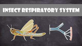 Insect Respiratory System  Entomology [upl. by Ronacin]