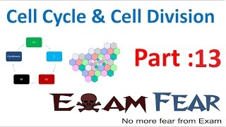 Biology Cell Cycle amp Cell Division part 13 Meiosis Metaphase 1 CBSE class 11 XI [upl. by Waldo250]