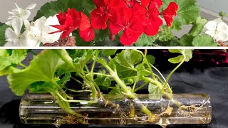 Geranium Propagation New And Effective Method [upl. by Essa]