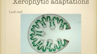 AS level G19 Xerophytes Ms Cooper [upl. by Adnek]