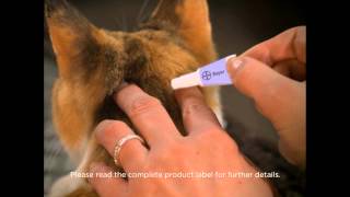 Advantage II Cat Application Video [upl. by Sibilla]