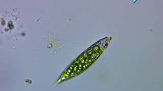 Euglena under a light microscope [upl. by Nevai]