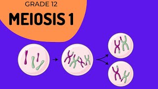 Meiosis 1  Crossing over and Phase identification [upl. by Cleodal]