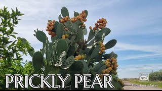 PRICKLY PEAR  PEAR CACTUS [upl. by Leamhsi]