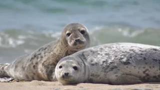 Seal SEALS Sounds and Pictures [upl. by Lladnar]