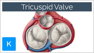 Tricuspid Valve  Cusps Function amp Location  Human Anatomy  Kenhub [upl. by Ettenajna]