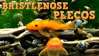 Bristlenose Plecos Keeping Feeding Breeding [upl. by Onitselec]