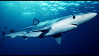 Facts The Blue Shark [upl. by Sothena527]