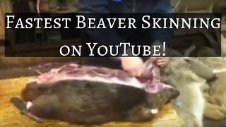 Fastest Beaver Skinning on Youtube [upl. by Pascal]