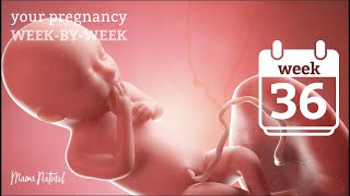 36 Weeks Pregnant  Natural Pregnancy WeekByWeek [upl. by Harolda51]