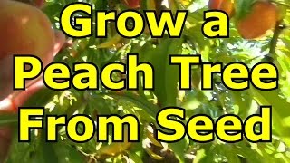 How to Grow A Peach Tree From Seed [upl. by Clementine]