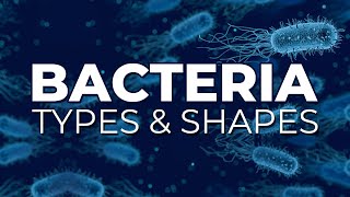 BACTERIA TYPES AND SHAPES [upl. by Badger]