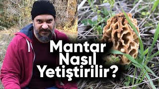 Kuzu Göbeği Mantarı Nasıl Yetiştirilir Tüm Süreç Tek Videoda [upl. by Haleelahk810]