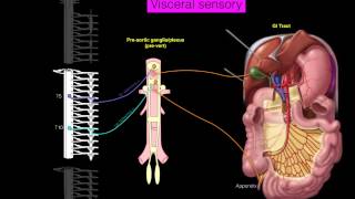 Sympathetics GI [upl. by Eelanna455]