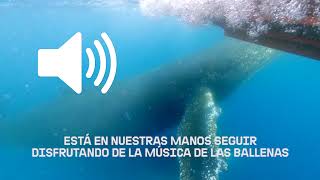 🔊 Activa el audio y disfruta de su canto 🐳 [upl. by Atnoed]