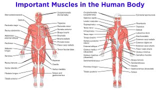 The Muscular System [upl. by Oria110]