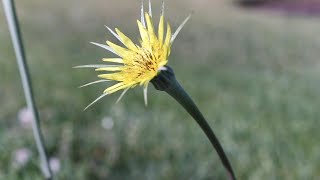 SALSIFY Tragopogon dubius [upl. by Atnauqal]