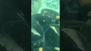 Snorkeling with giant shells in Bohol [upl. by Ajan]