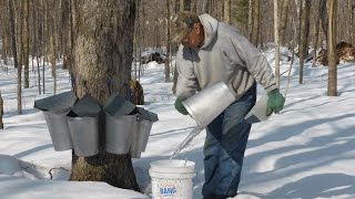 maple sap documentary [upl. by Darb]