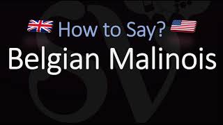 How to Pronounce Belgian Malinois CORRECTLY [upl. by Etnahsal]