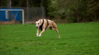 Whippet  running at 35 miles per hour [upl. by Akel]