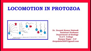 Locomotion in Protozoa [upl. by Pratte]