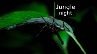 Rainforest sounds  Night in the Amazon jungle [upl. by Taggart]