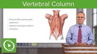 Vertebral Column – Anatomy  Lecturio [upl. by Breskin]