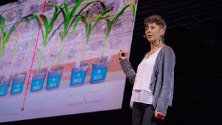 How we can make crops survive without water  Jill Farrant [upl. by Roxana]