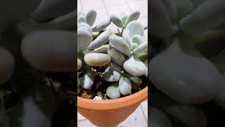 pachyphytum oviferum [upl. by Aleemaj]