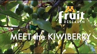 Meet the Kiwiberry [upl. by Notlaw]