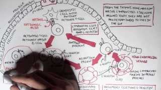 Part I  Mucosal Immunity [upl. by Rases]