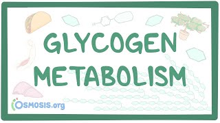 Glycogen metabolism [upl. by Porche]