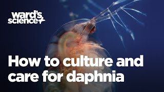 Caring and Culturing for Daphnia [upl. by Niroc]