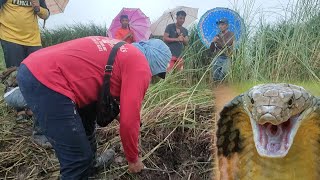 Bagyong Enteng binulabog ang mga COBRA  PART 1  zuma haring ahas [upl. by Atnuahsal]