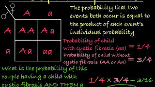 Probabilities and Punnett Squares [upl. by Aivalf]