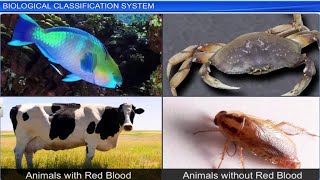 CBSE Class 11 Biology  Biological Classification System  Full Chapter  By Shiksha House [upl. by Rednasyl]