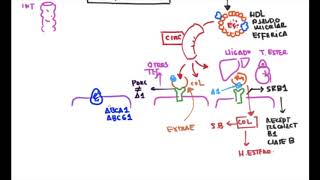 Lipoproteínas Plasmáticas HDL Transporte Reverso de Colesterol parte3 [upl. by Ellenrahc]